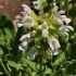 Salvia officinalis 'alba' -- echter Salbei 'alba'